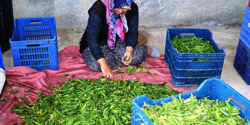 cubuk hasat ve tursu kurulumu basladi