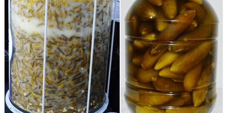 Uzmanlarca saglikli tursunun dogru olani hangisi