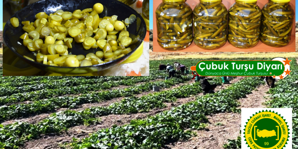 yesil-altin-toplandi-tursu-olma-yolunda